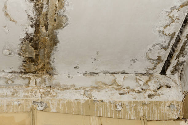 Professional Mold Inspection, Removal & Remediation in West Unity, OH